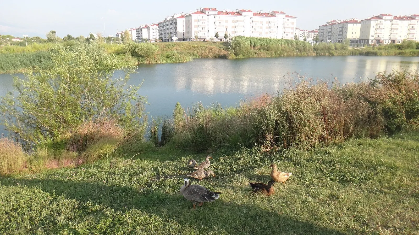 Пруд в селе Весёлое, примерно в полутора километрах к западу от перехода, август 2016 года (фото: karel291, Wikimedia Commons, CC BY 3.0)