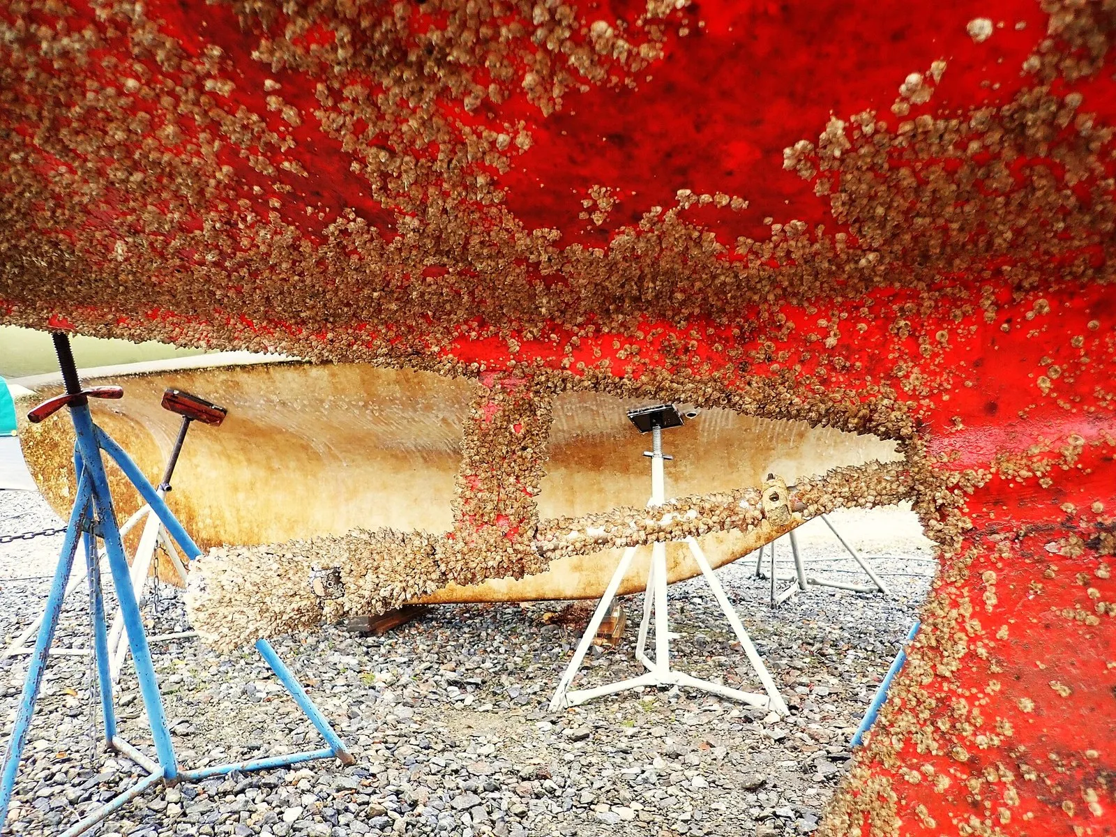 Балянусы Amphibalanus improvisus на днище лодки, поднятой на опоры. Этот же вид считали в планктоне у Севастополя (снимок из Швеции, 2021) (фото: Sinikka Halme, Wikimedia Commons, CC BY-SA 4.0)