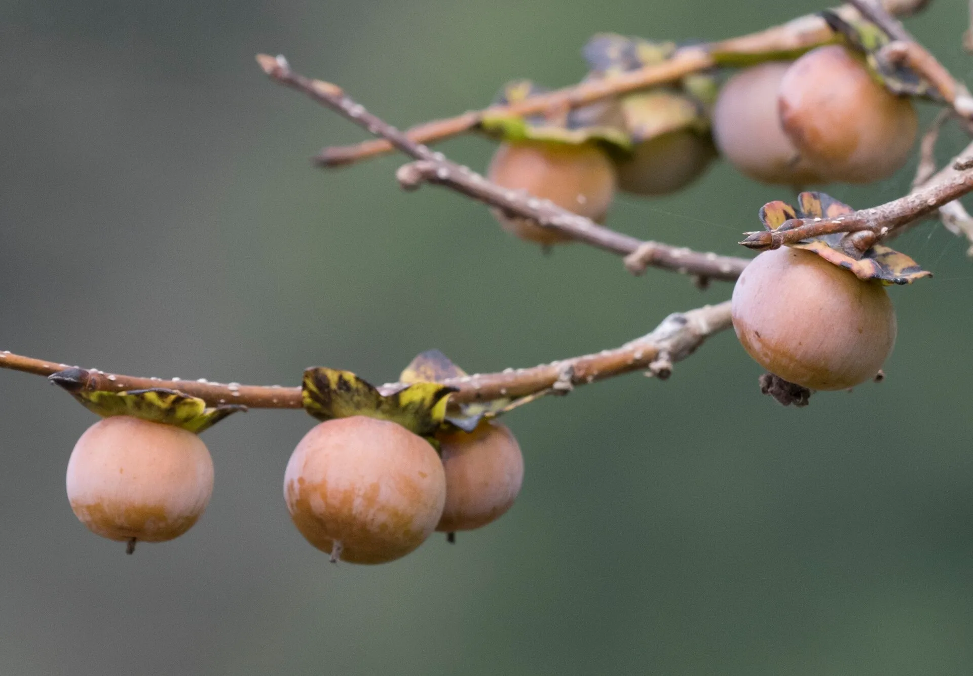 Мелкие плоды кавказской хурмы, Diospyros lotus. Это другой вид.