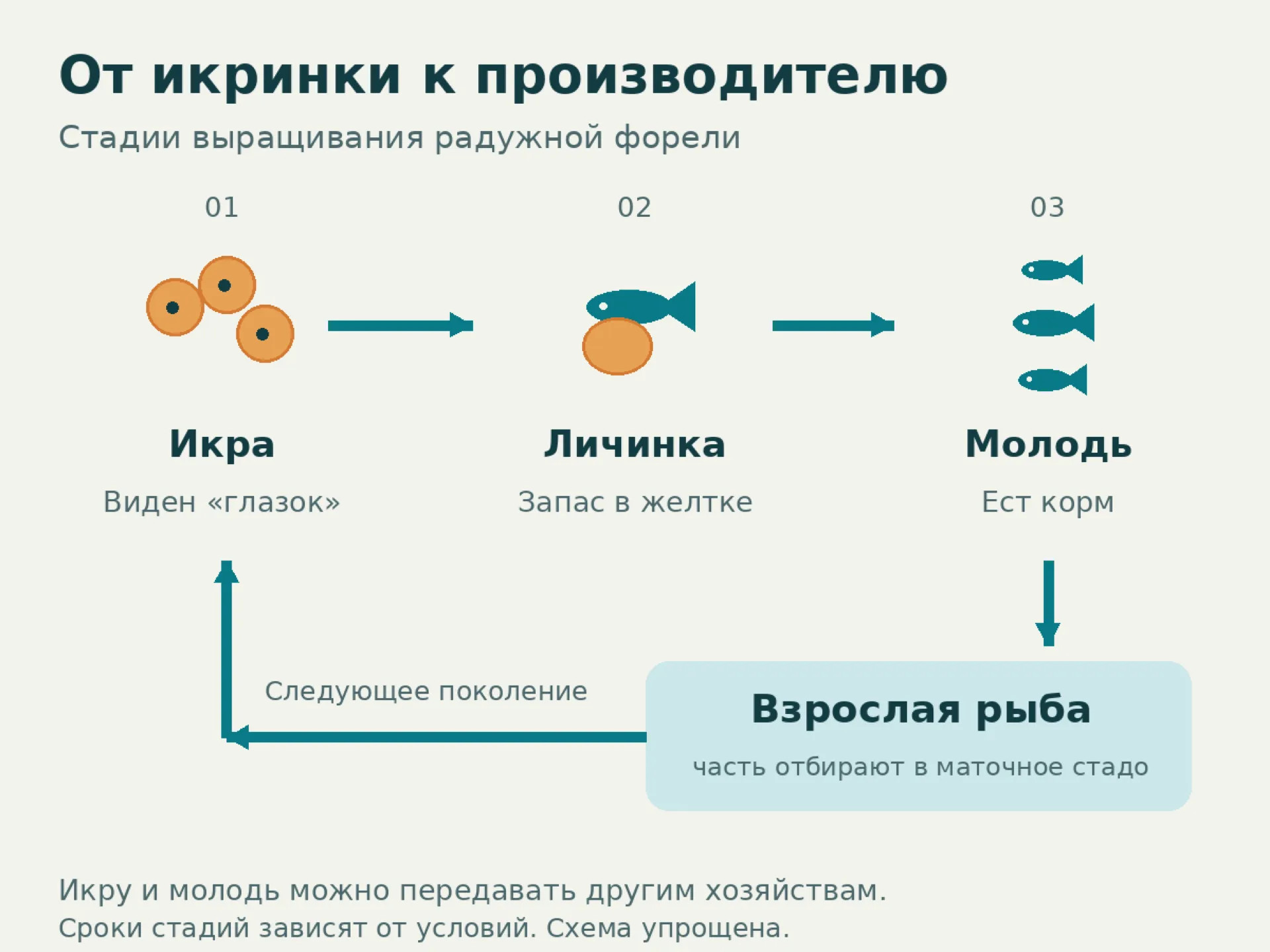 Упрощённый цикл радужной форели: икра, личинка с желточным мешком, питающаяся молодь, взрослые производители и следующее поколение