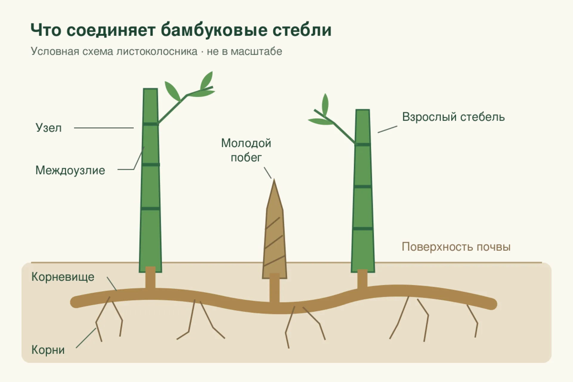 Условная схема листоколосника: надземные стебли и молодой побег соединены корневищем; от корневища отходят тонкие корни. Пропорции условные.