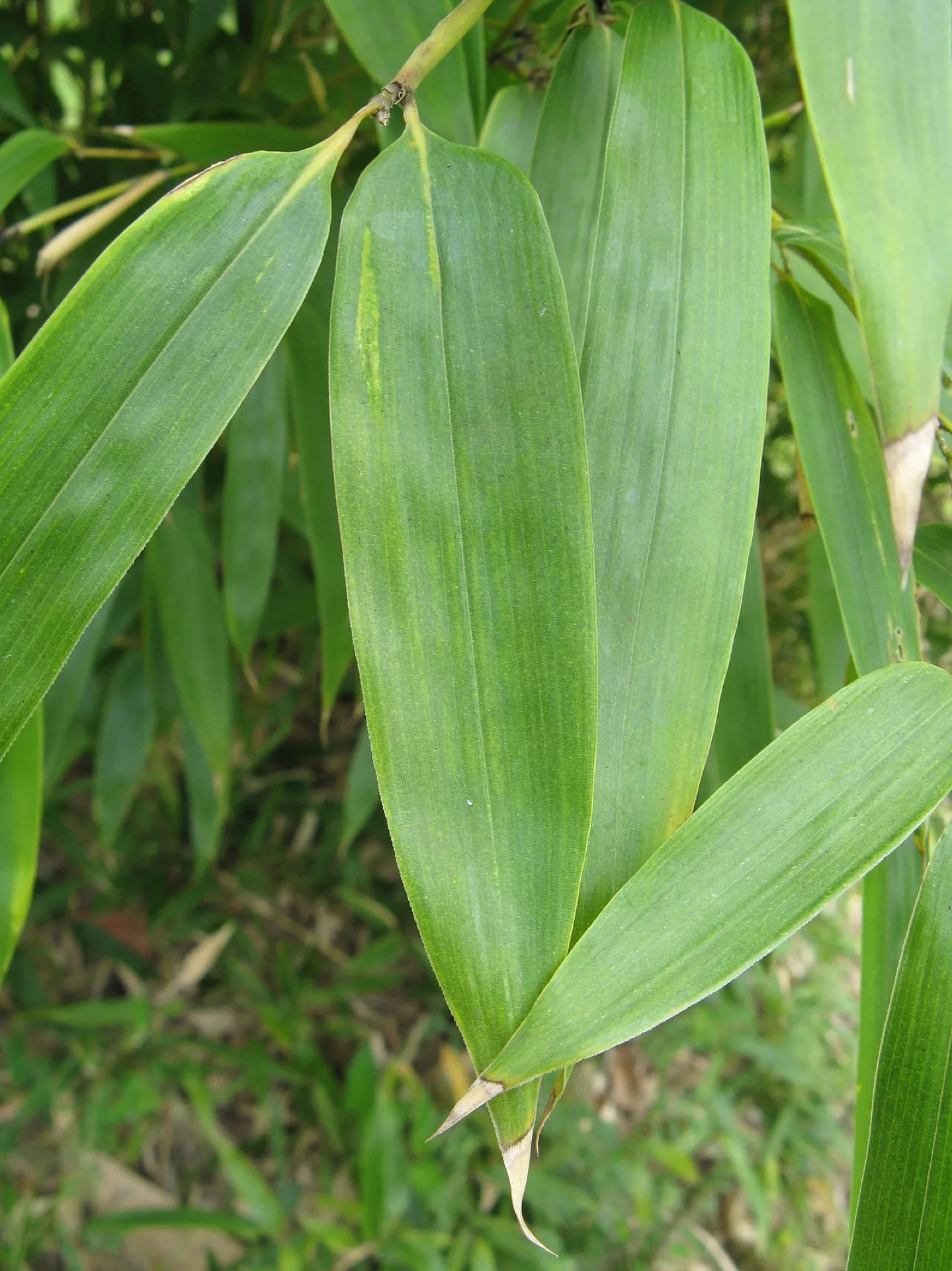 Листья растения, подписанного фотографом как Phyllostachys bambusoides f. castillonis. Съёмка 1 мая 2008 года.
