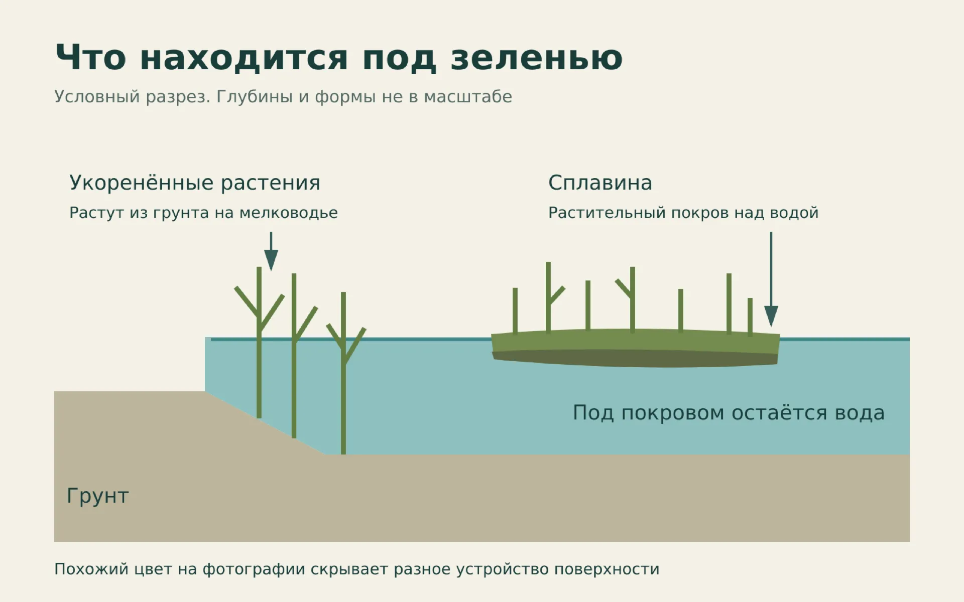 Условный разрез: укоренённые растения на мелководье и сплавина над водой
