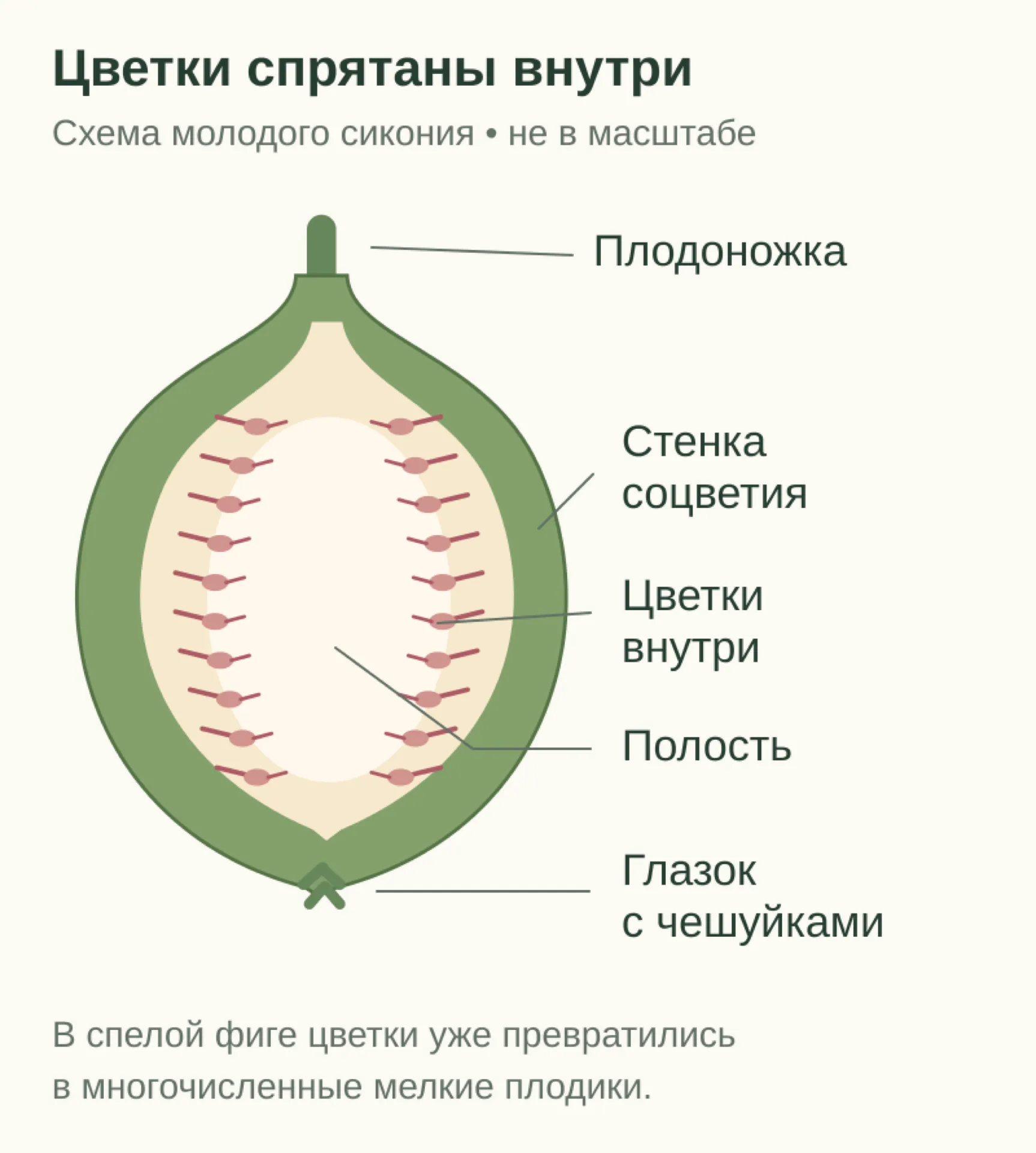Условный продольный разрез молодого сикония: плодоножка, стенка соцветия, цветки на внутренней поверхности и глазок на противоположном конце