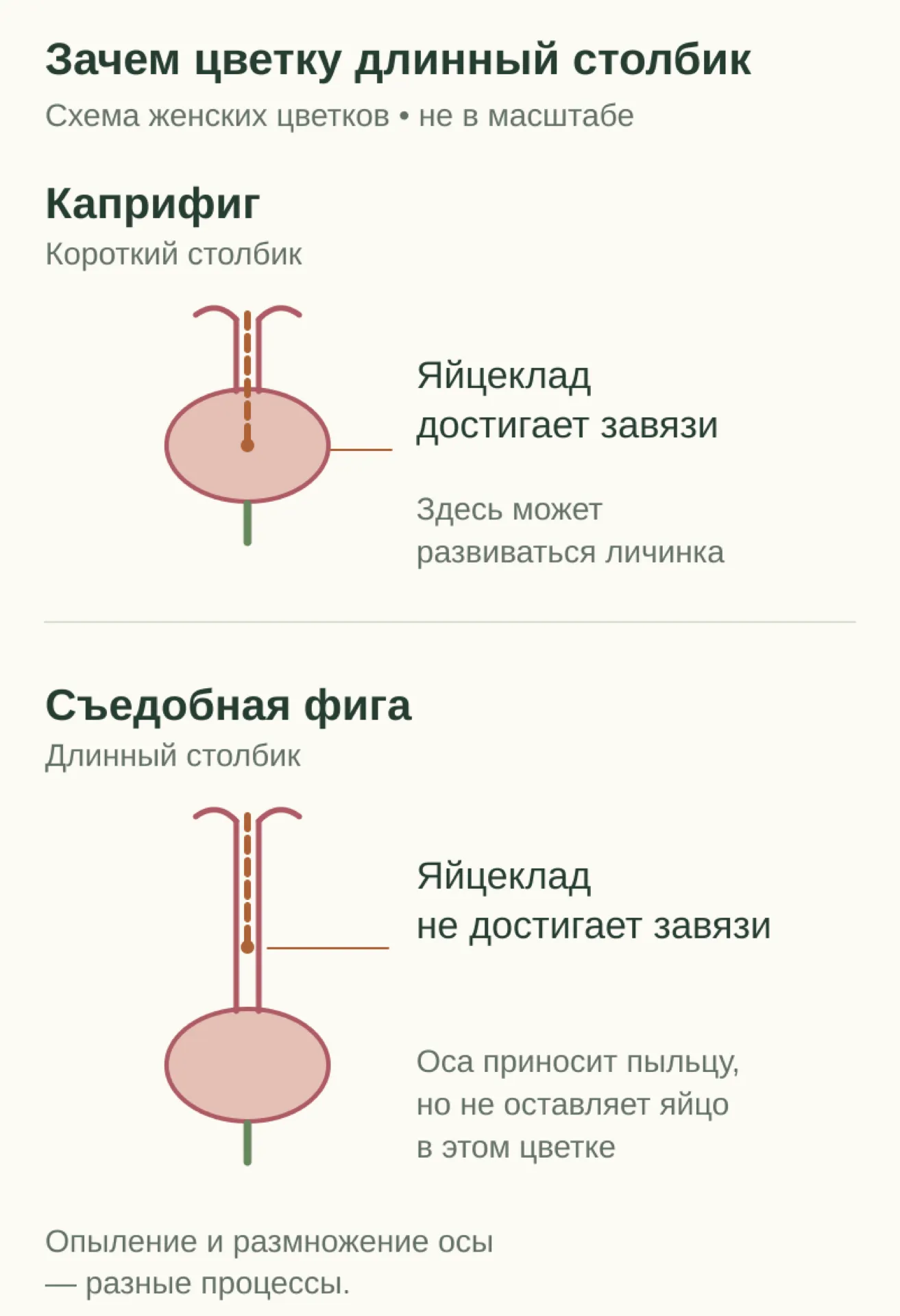 Сравнение женских цветков: короткий столбик каприфига позволяет яйцекладу достичь завязи; длинный столбик съедобной фиги этому препятствует. Условная схема без масштаба