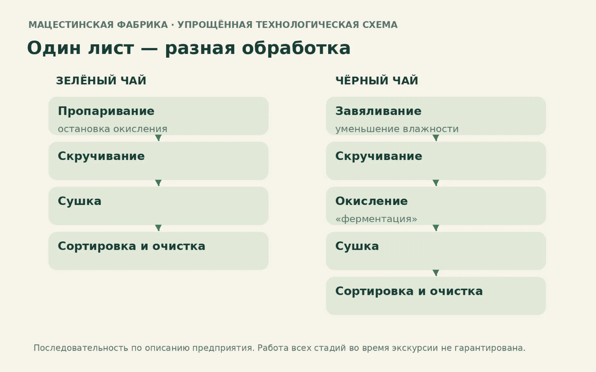 Упрощённая схема переработки листа на Мацестинской фабрике: пропаривание для зелёного чая, завяливание и окисление для чёрного