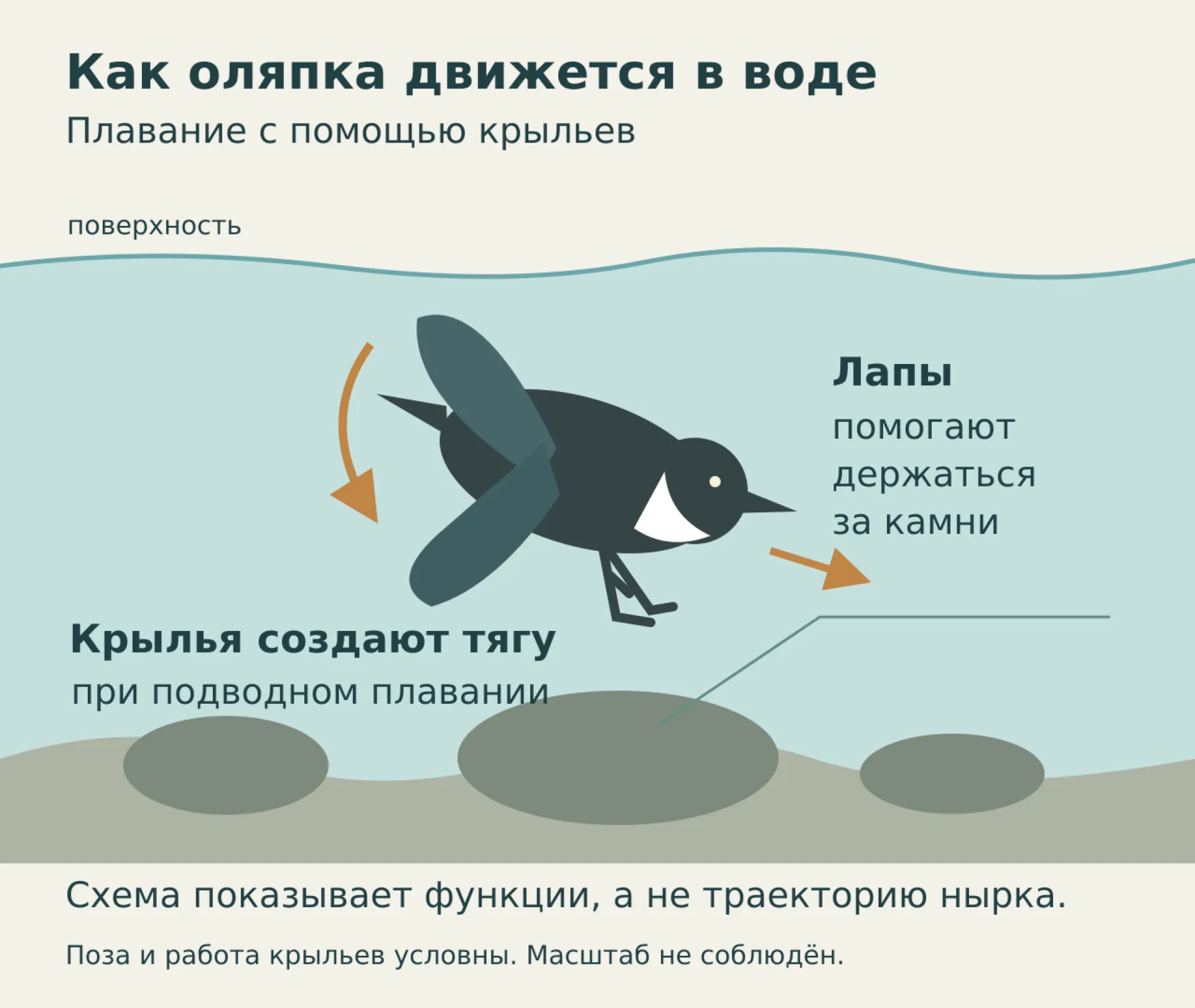 Авторская схема функций: крылья создают тягу при подводном плавании, лапы помогают держаться за камни; поза и масштаб условны