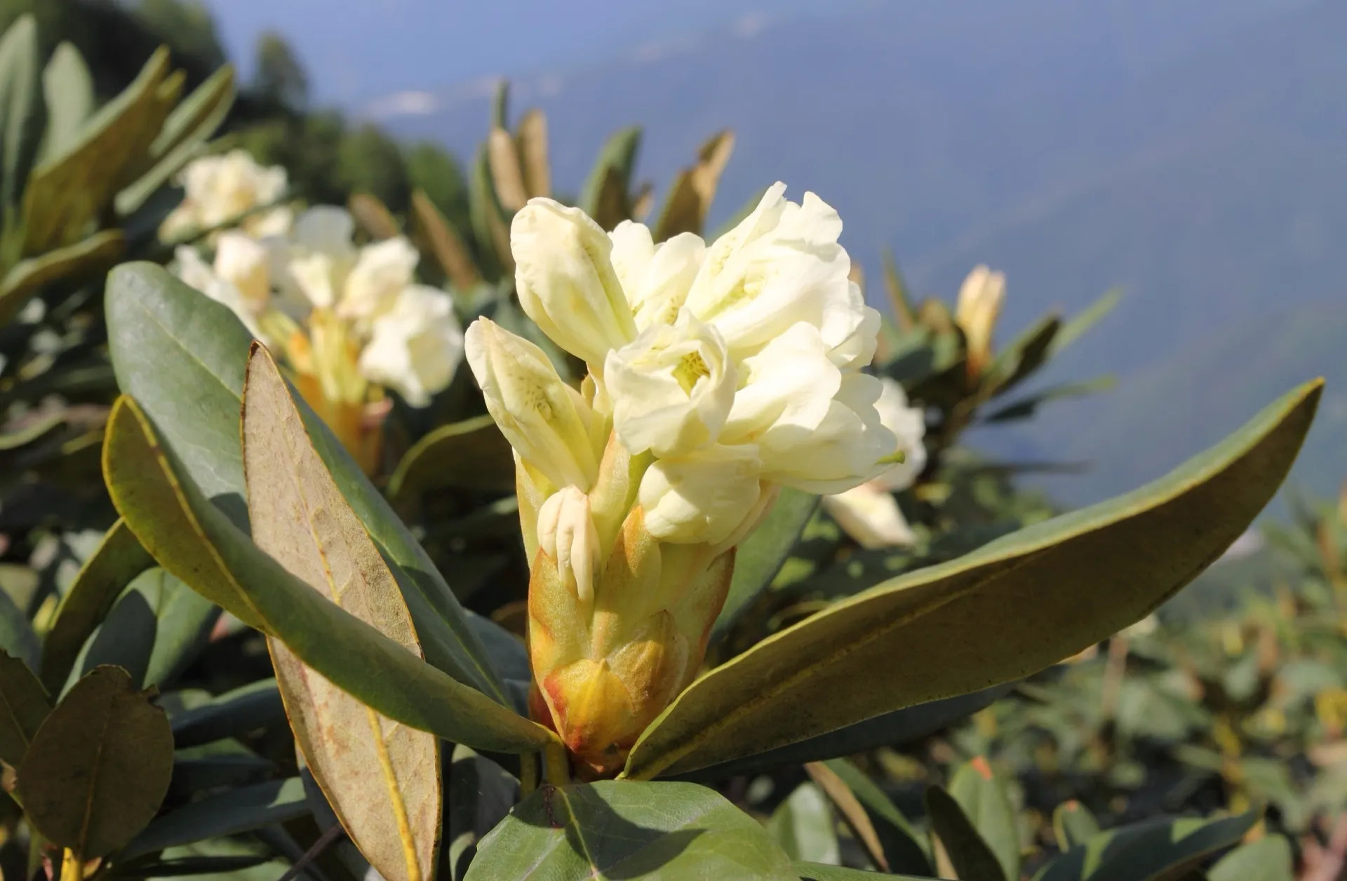 Распускающееся соцветие рододендрона кавказского, Rhododendron caucasicum, на склонах Аибги. 19 июня 2016 года.