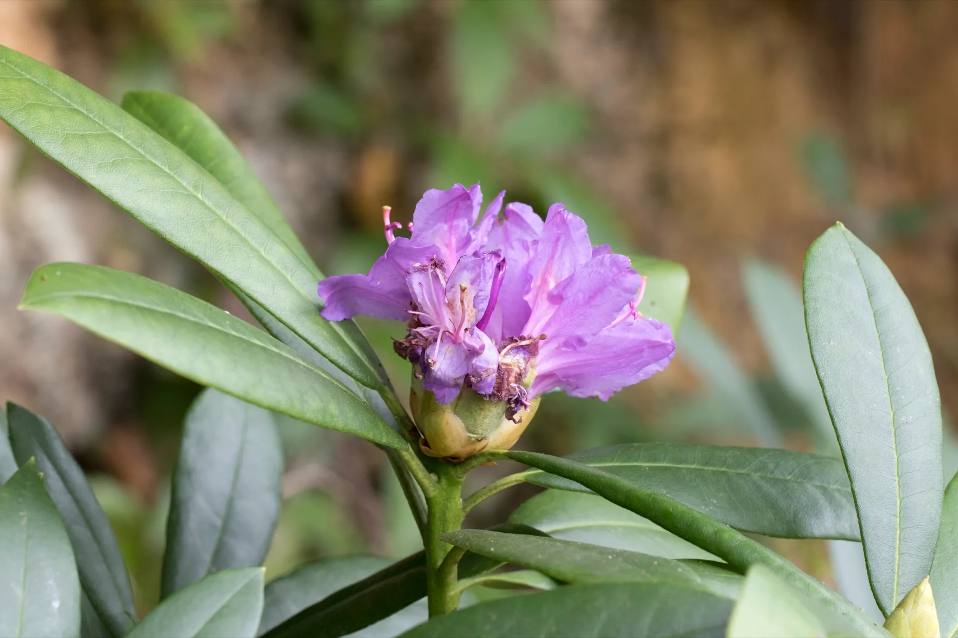 Рододендрон понтийский, Rhododendron ponticum: цветки и длинные кожистые листья. Эспие, Гиресун, Турция. 20 августа 2018 года.