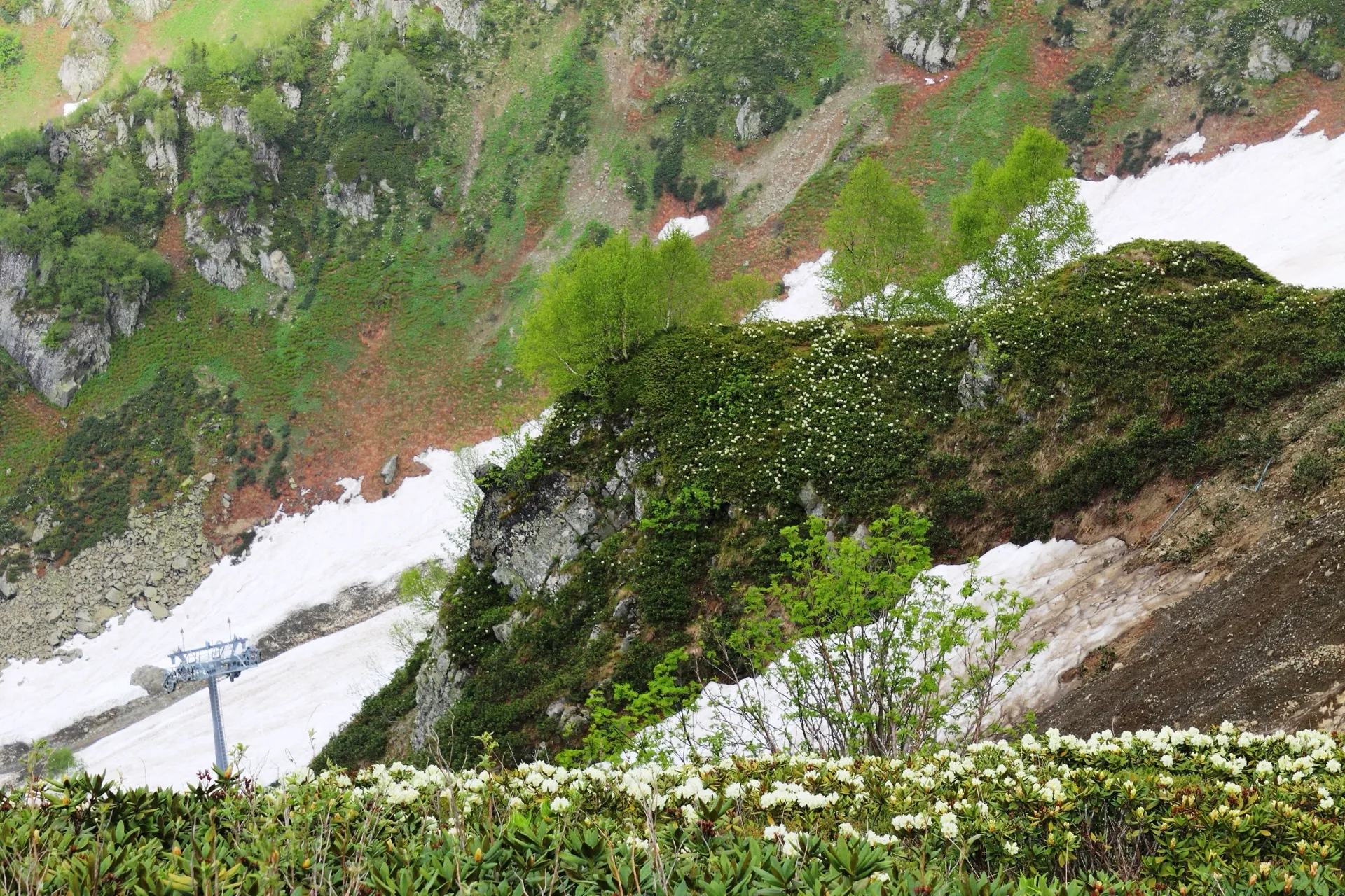 Цветущий рододендрон кавказский, Rhododendron caucasicum, и сохранившийся снег на склонах «Розы Хутор». 19 июня 2016 года.