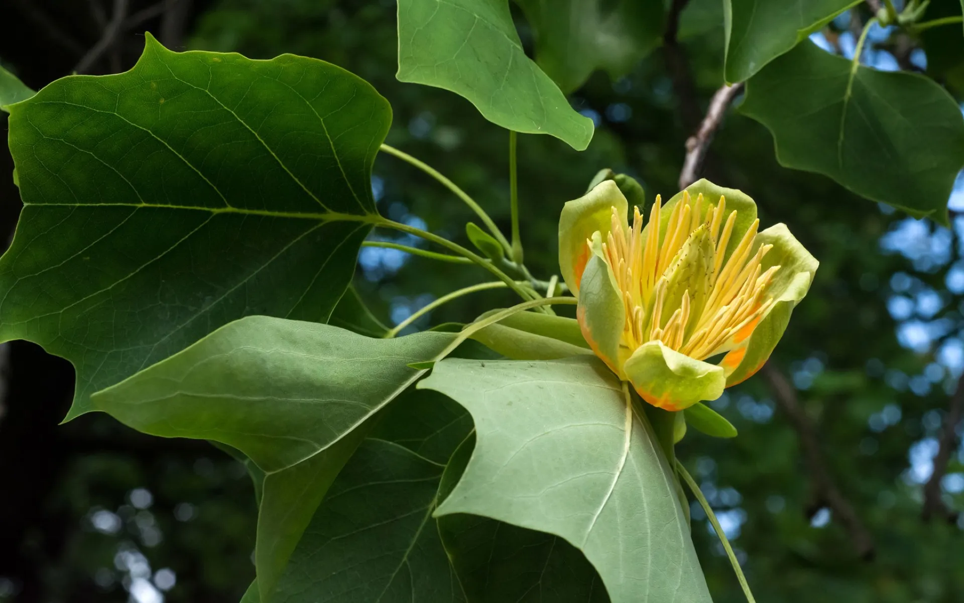 Цветок и листья Liriodendron tulipifera в Клодзко, Польша, 11 июня 2015 года; ботаническая иллюстрация вида