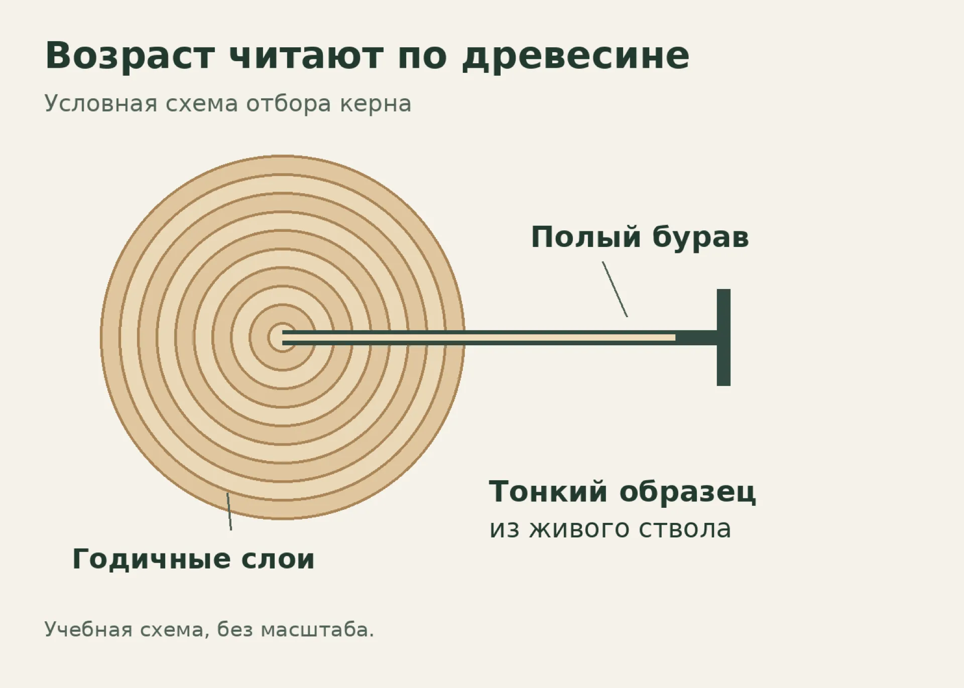 Условная схема отбора древесного керна: тонкий образец пересекает годичные слои; схема метода, не изображение реального образца из Головинки
