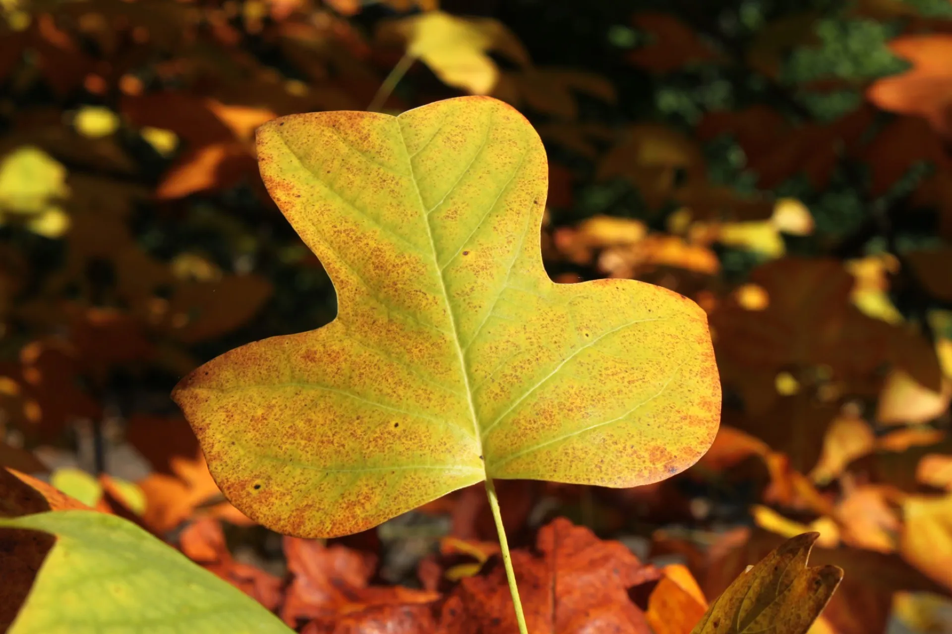 Осенний лист Liriodendron tulipifera в Ботаническом саду Польской академии наук в Варшаве, 3 октября 2010 года