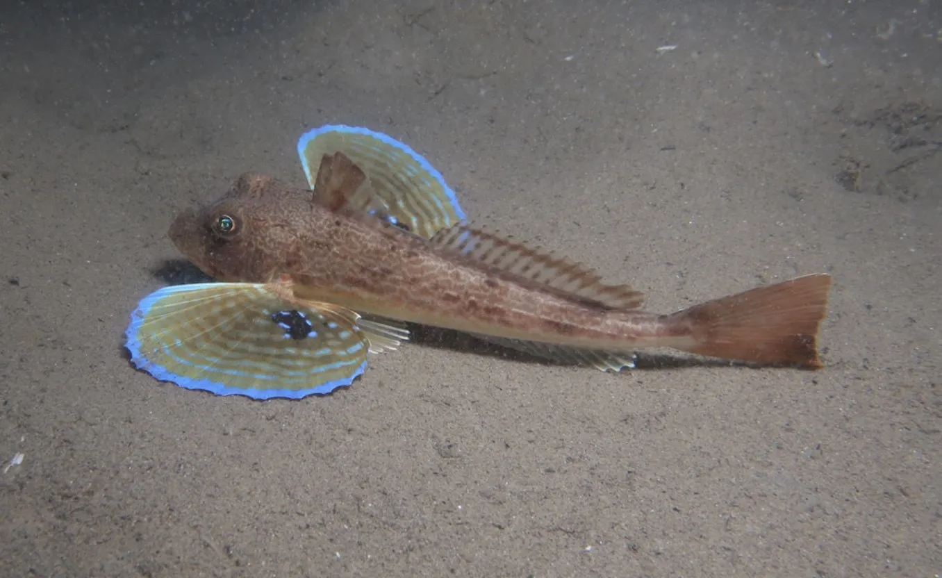 Морской петух на дне: грудные плавники раскрыты веером