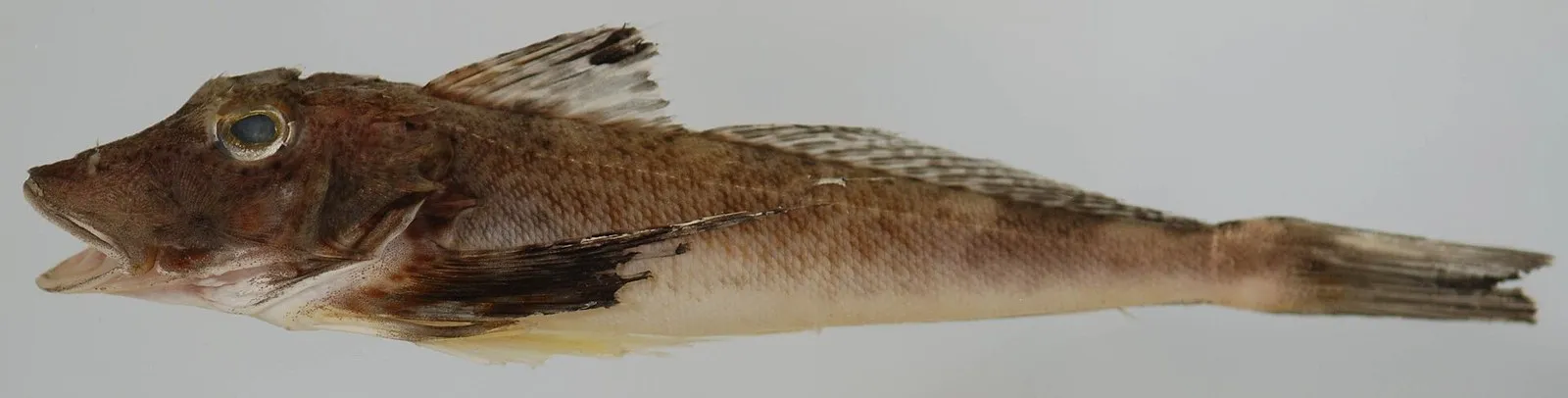 Северный морской петух Prionotus carolinus, американский родственник европейского: опыты с «ногами» ставили на нём