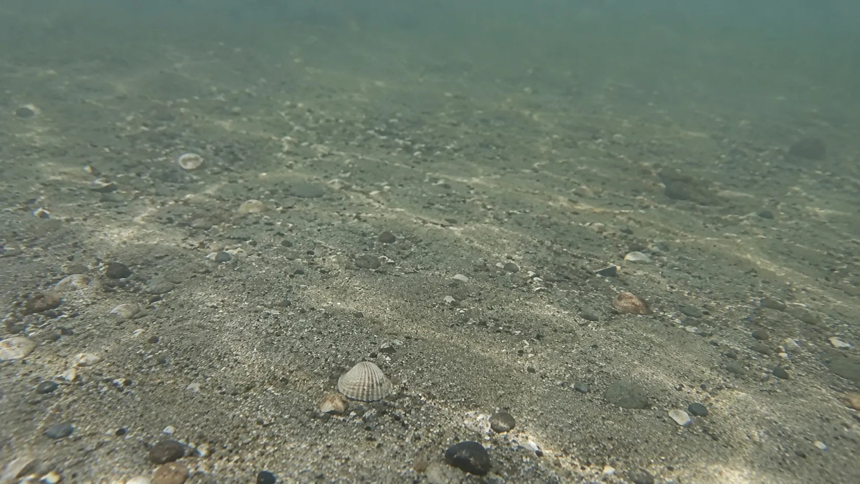 Песчаное дно с ракушками в серо-зелёной воде. Сгенерированная иллюстрация, не снимок с места