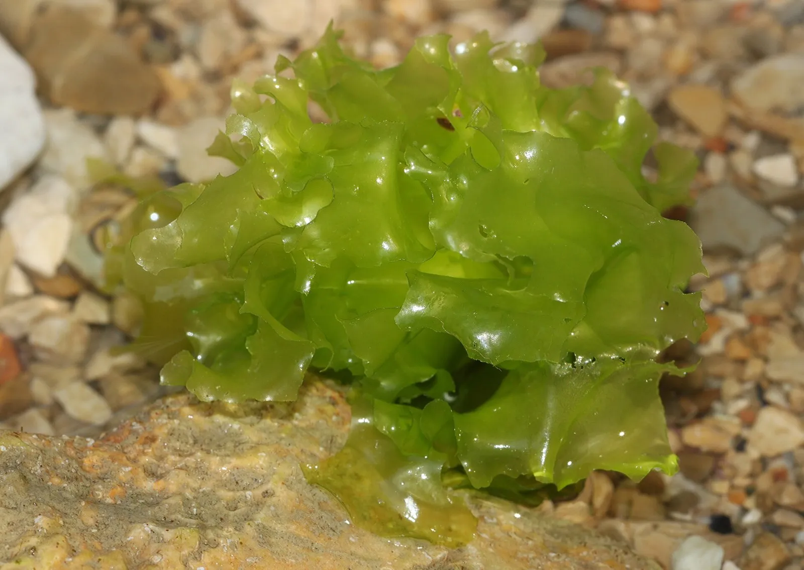 Морской салат Ulva lactuca на гальке: тонкий лист с волнистым краем