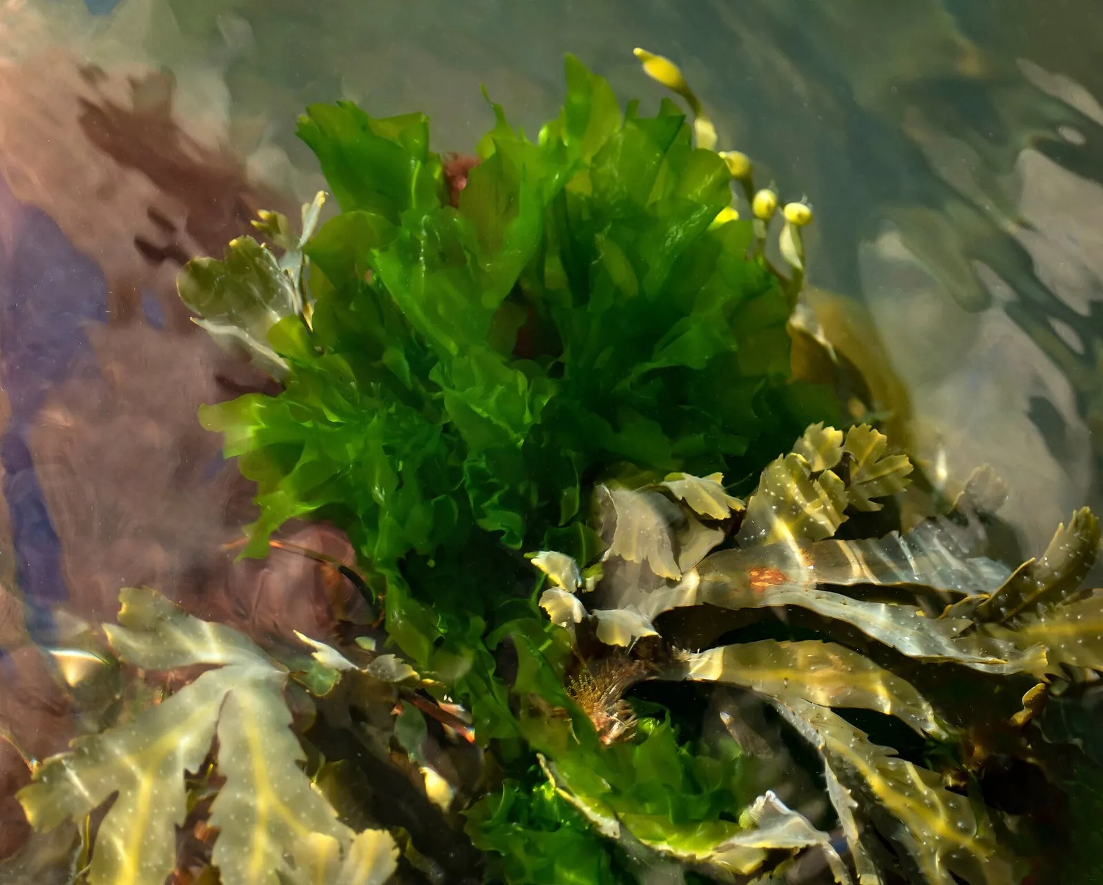 Морской салат на стене старой каменной набережной среди бурых водорослей