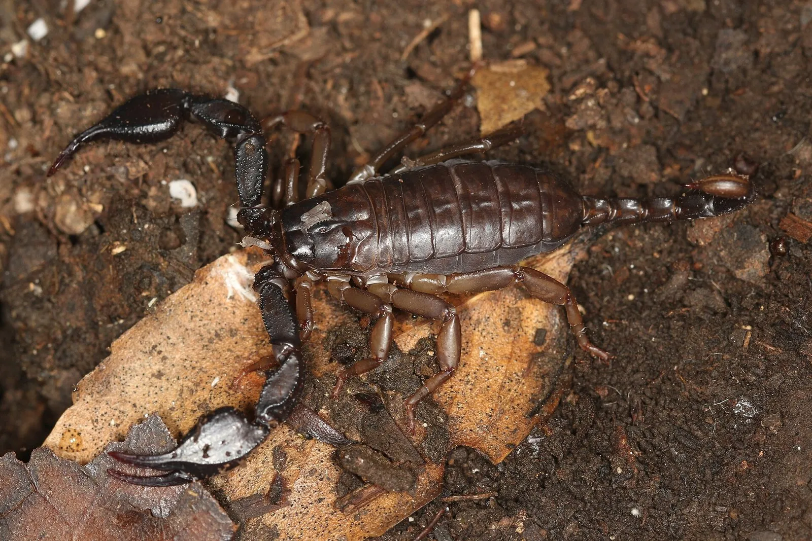 Итальянский скорпион Euscorpius italicus на лесной подстилке, снимок из Хорватии, Истрия