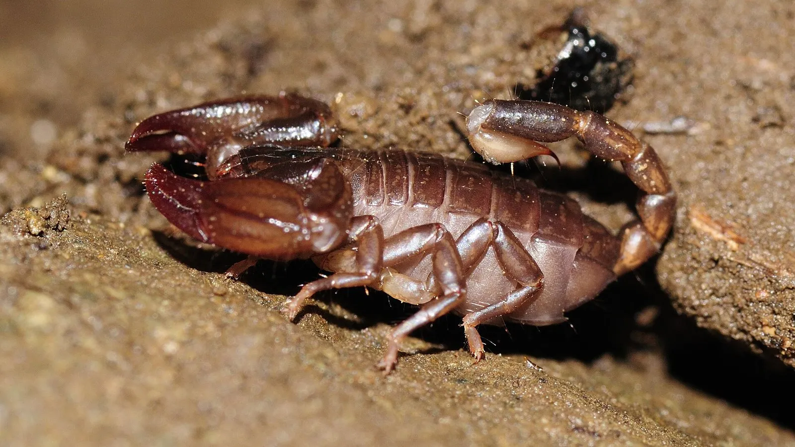 Мингрельский скорпион Euscorpius cf. mingrelicus под камнем на лесистом склоне над рекой, национальный парк Мтирала в Грузии, недалеко от Батуми