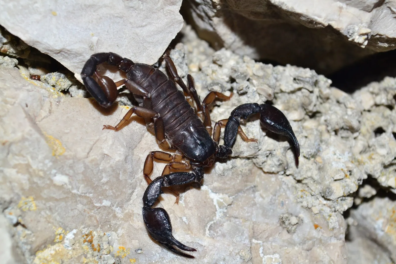 Самец итальянского скорпиона в щели каменной стены, Хорватия