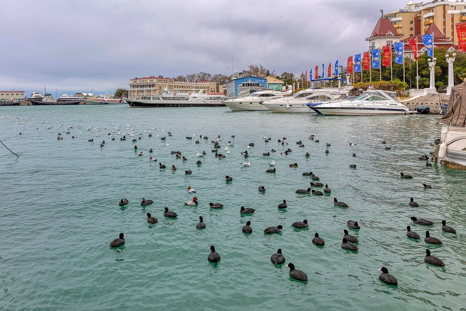 Морской порт Сочи в декабре: серо-зелёная вода, катера у причала, на воде утки и чайки