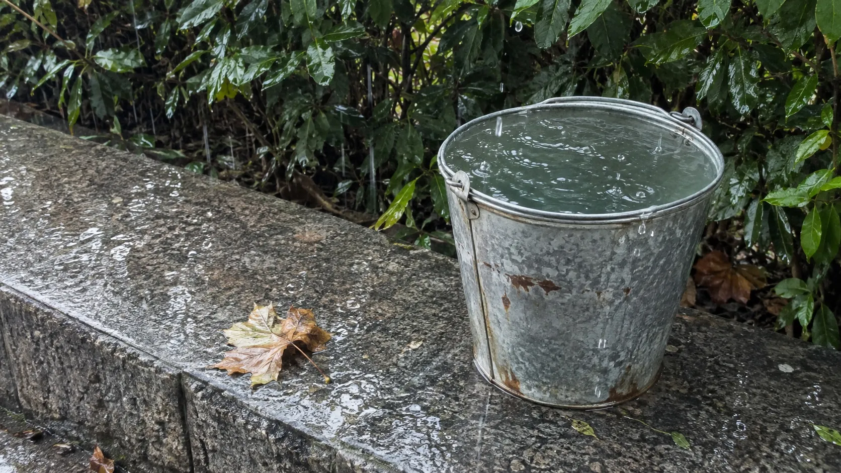 Двенадцатилитровое ведро с дождевой водой (иллюстрация)