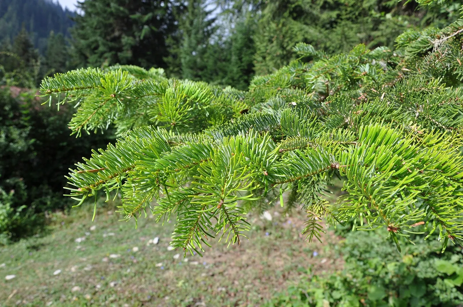 Ветка пихты Нордмана в Раче, Грузия