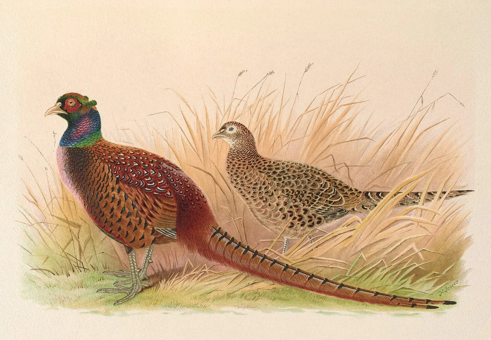 Колхидский фазан Phasianus colchicus colchicus: самец и самка. Таблица из монографии о фазанах, 1918