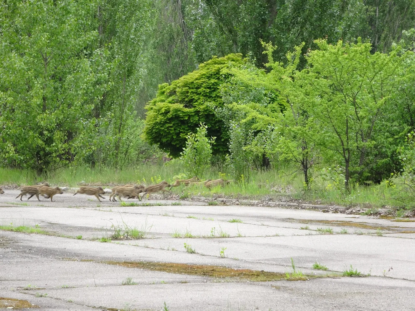 Выводок полосатых поросят на заброшенной дороге в Припяти. Иллюстрация вида, снимок сделан не в Сочи