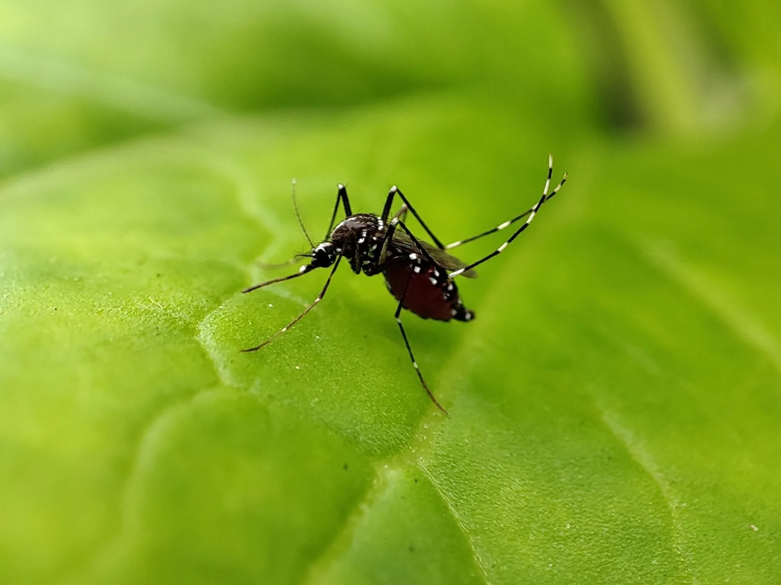 Жёлтолихорадочный комар Aedes aegypti на листе: белые кольца на лапках