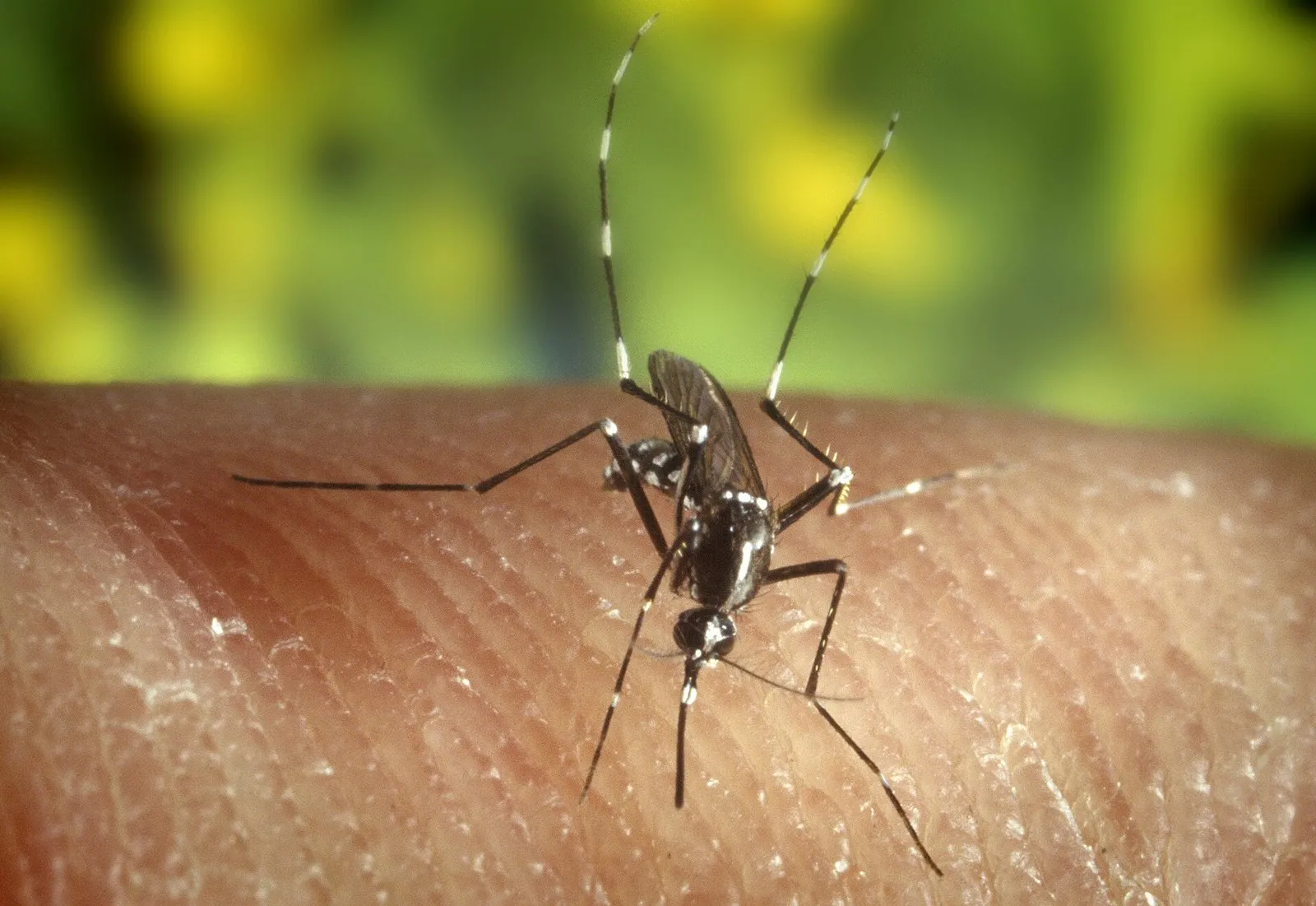 Азиатский тигровый комар Aedes albopictus на коже: чёрно-белое тело и кольца на лапках