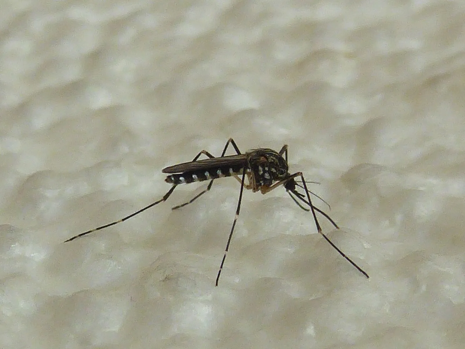 Корейский комар Aedes koreicus: полосатое брюшко и белые кольца на лапках (снимок из Италии)