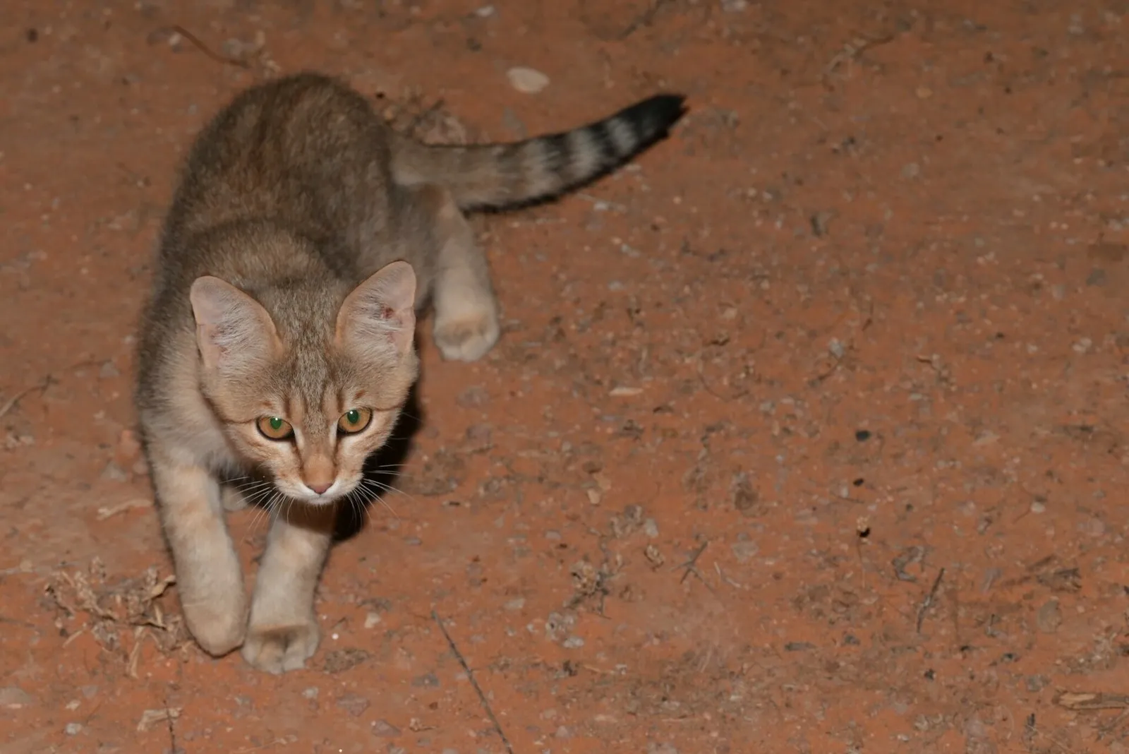 Африканская дикая кошка Felis lybica в Саудовской Аравии, родня предков домашней кошки