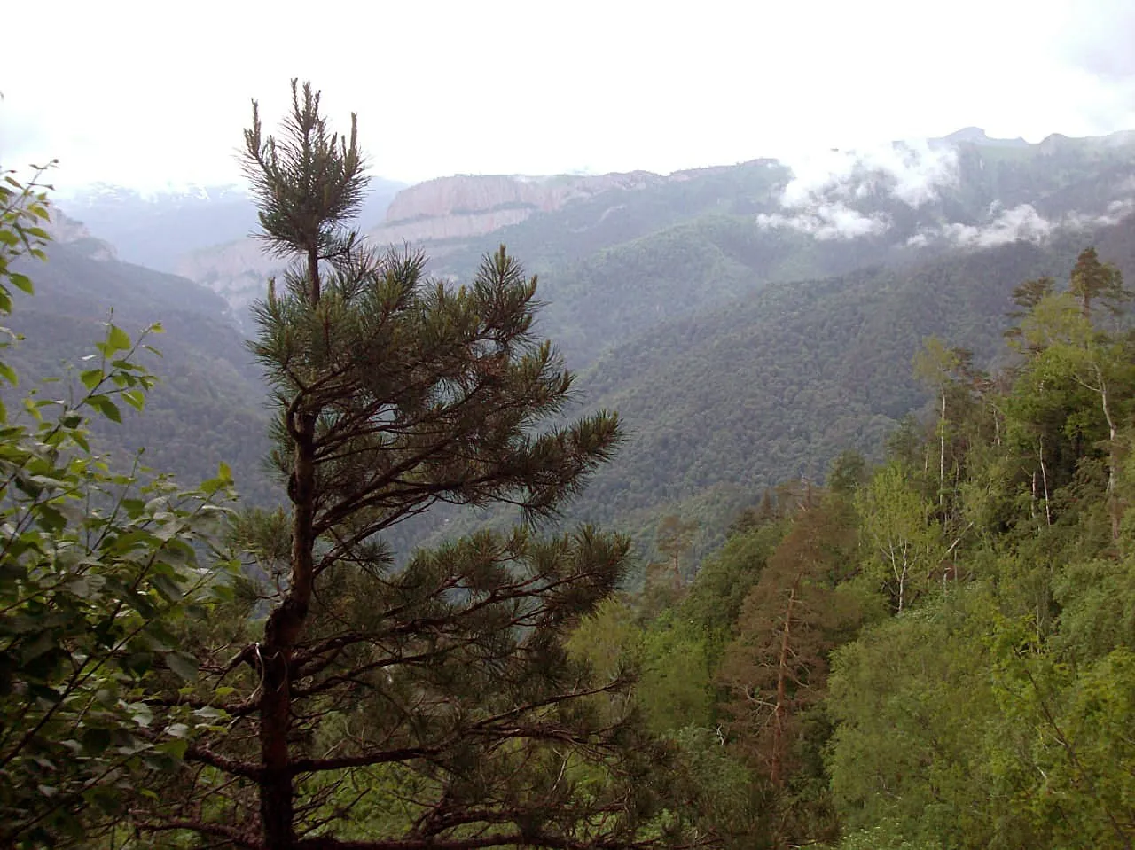 Плато Бамбаки в Кавказском заповеднике, лето