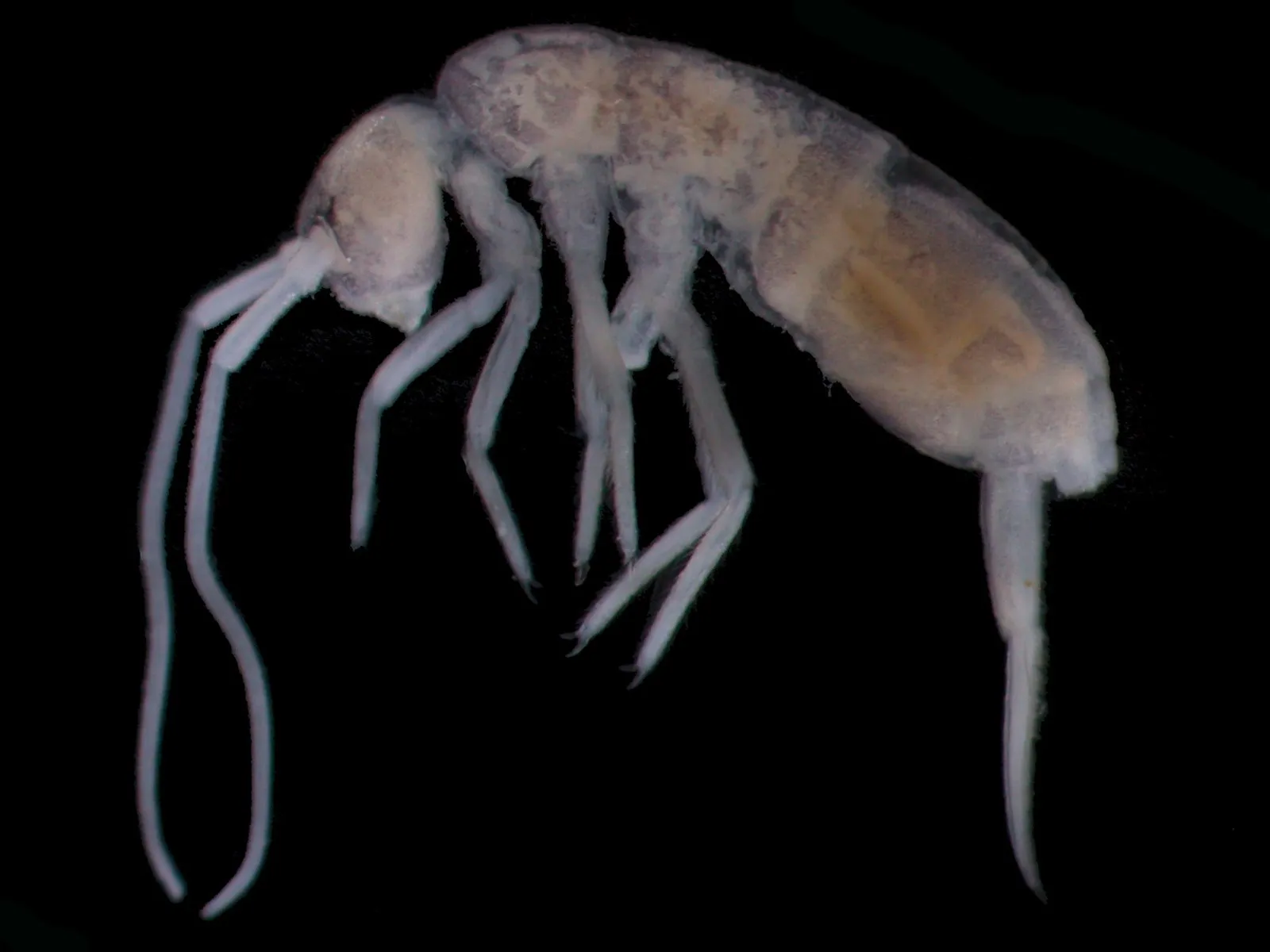 Ногохвостка Plutomurus ortobalaganensis, найденная в пещере Крубера-Воронья на отметке 1980 метров: длинные усики, глаз нет