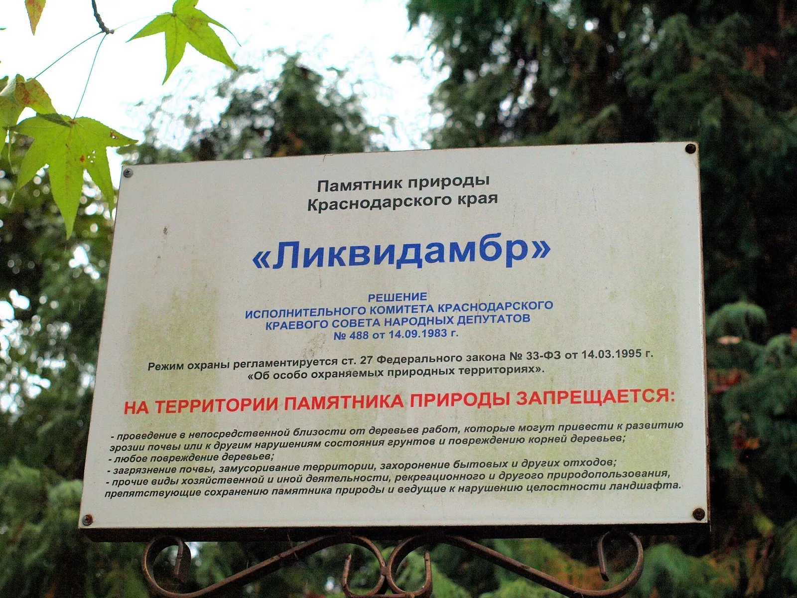Табличка «Памятник природы Краснодарского края» среди листвы ликвидамбра