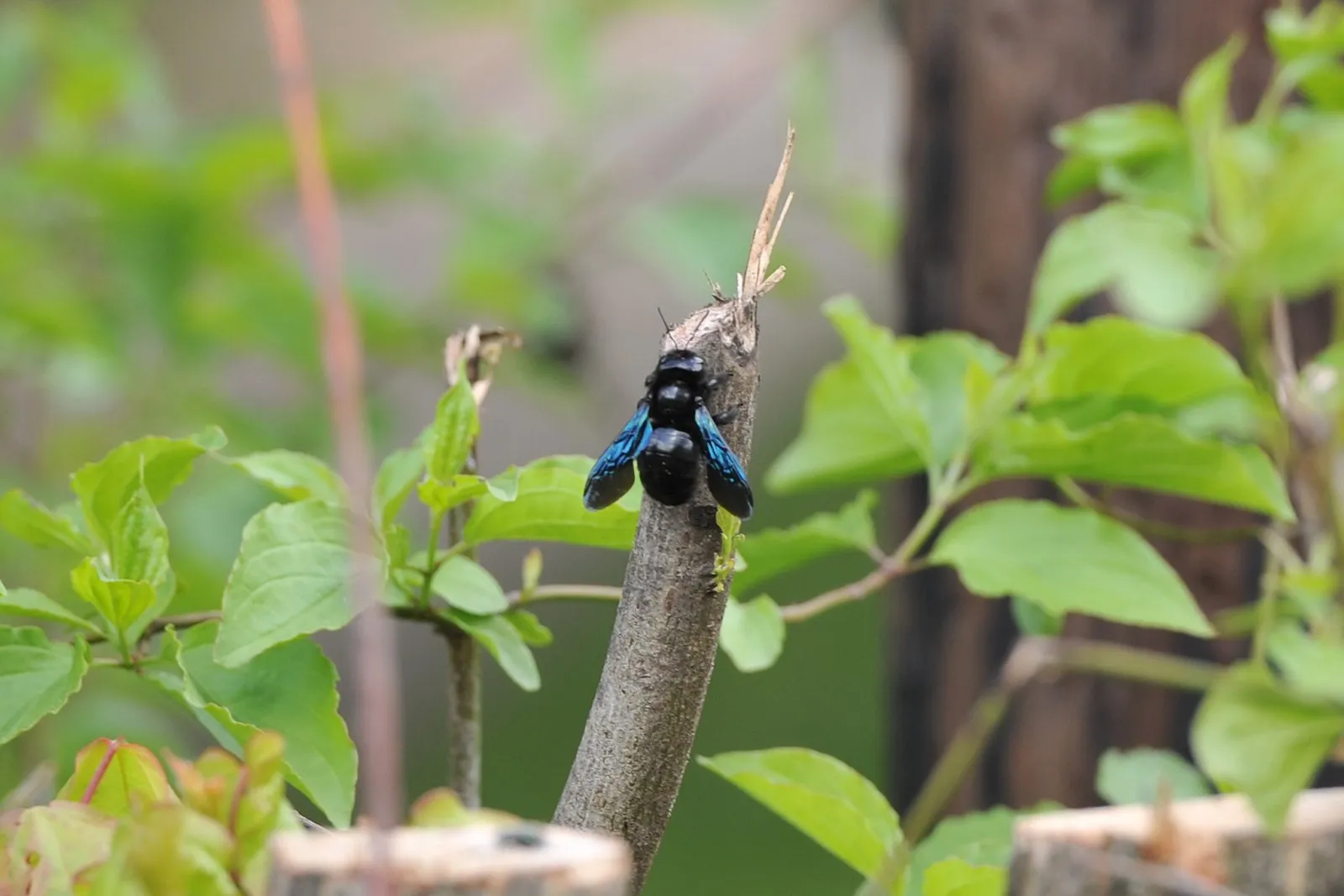 Синяя пчела-плотник (Xylocopa valga) сидит на срезанной ветке: чёрное блестящее тело, тёмные крылья с синим отливом