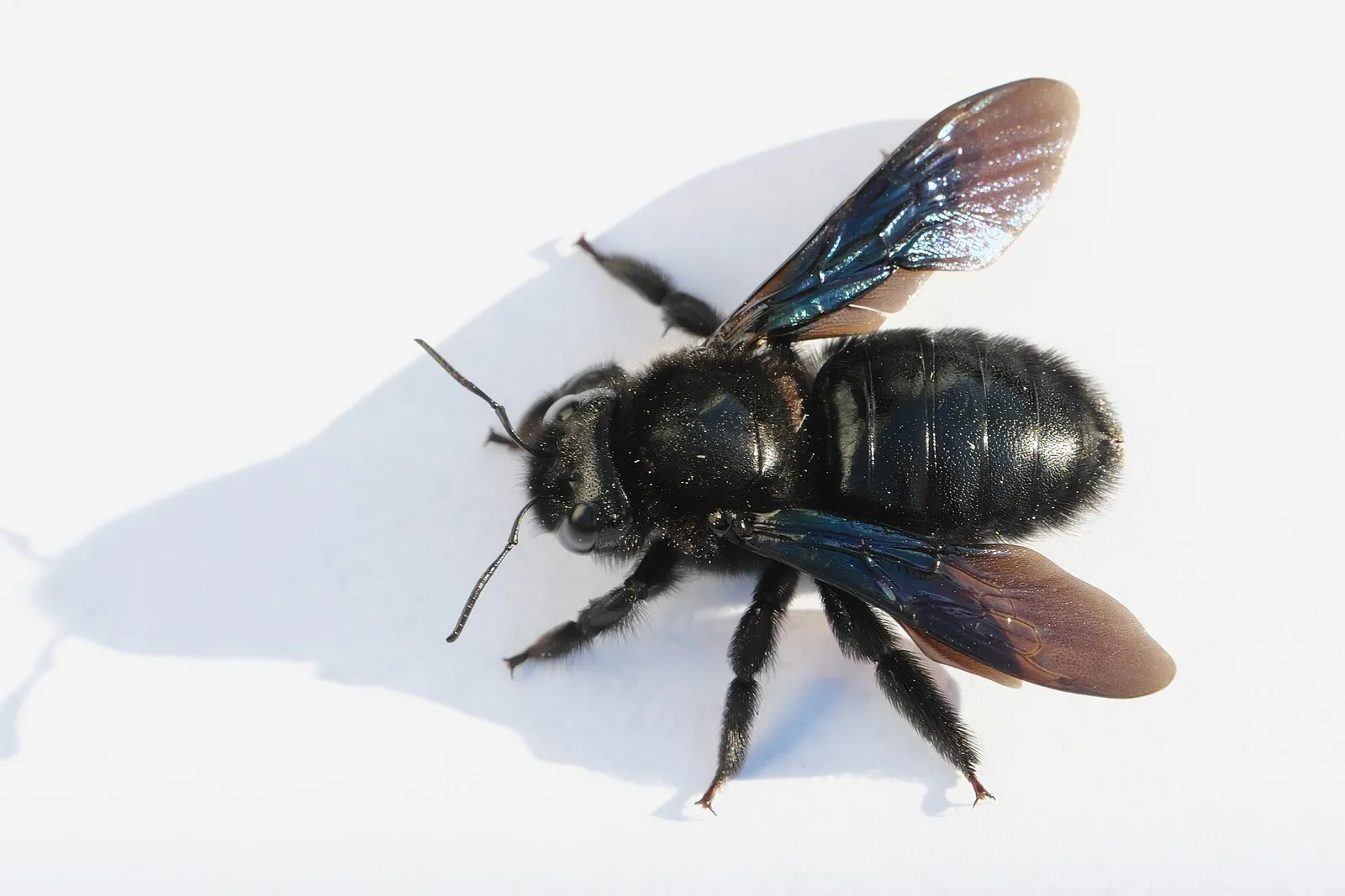 Фиолетовая пчела-плотник (Xylocopa violacea) сверху, зимний кадр из Берлина: блестящее брюшко, крылья с сине-зелёным отливом