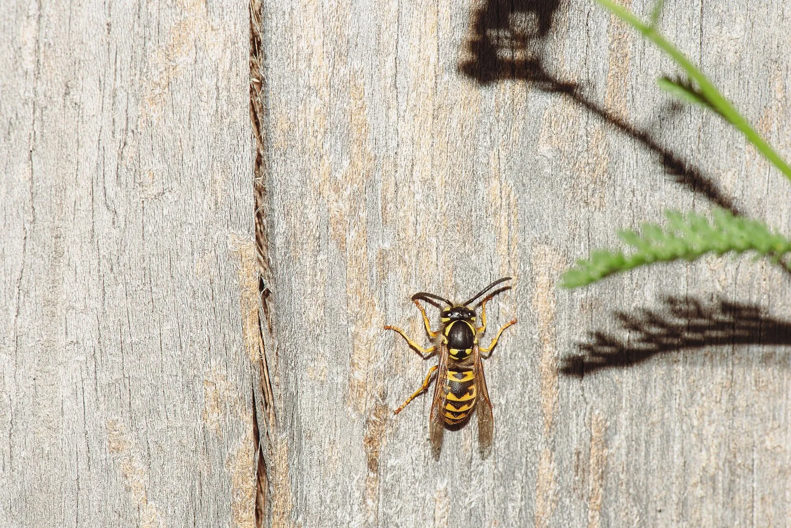 Оса обыкновенная Vespula germanica: к этому роду относятся осы, опыляющие стевениеллу в Крыму. Снято в Германии, на цветке орхидеи её нет