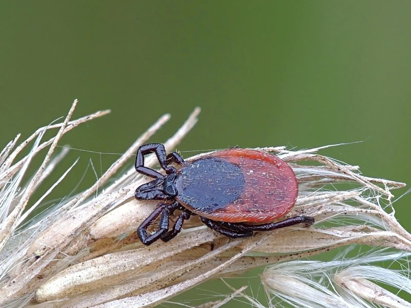 Самка клеща Ixodes ricinus на сухом колоске, снято в Германии