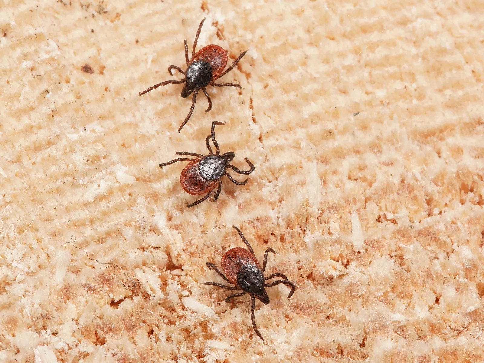 Три клеща Ixodes ricinus на светлой поверхности, снято в Латвии