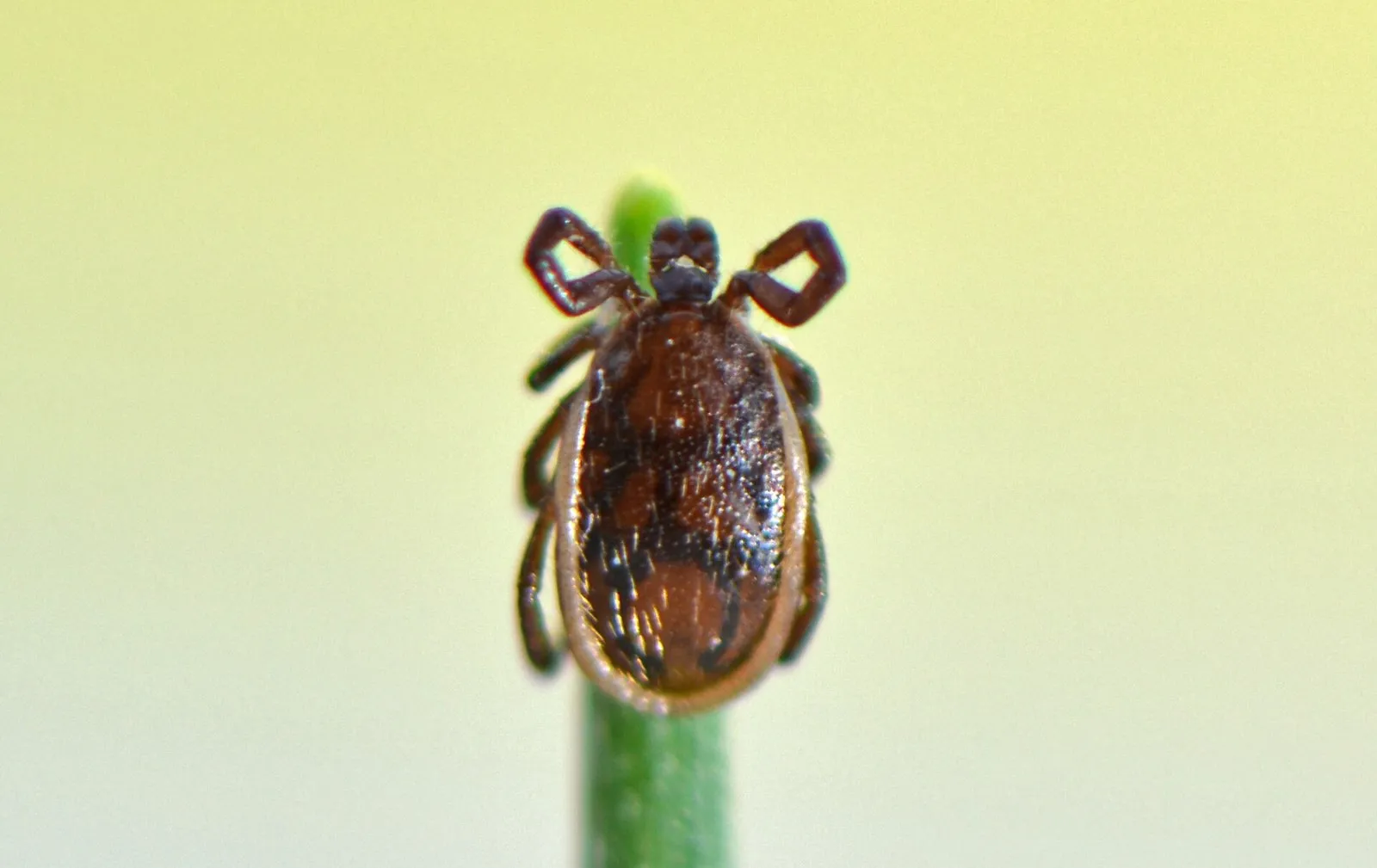 Самец клеща Ixodes ricinus на травинке, север Франции
