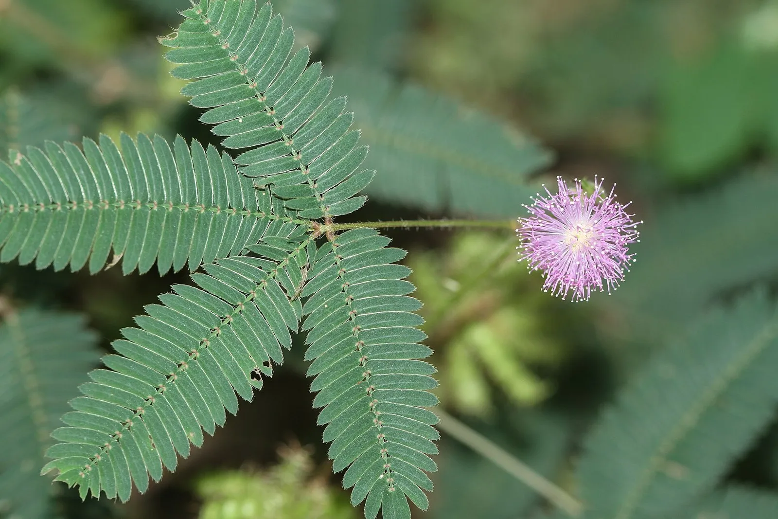 Настоящая мимоза, Mimosa pudica: розовый шарик цветка и перистые листья, Центральная Индия