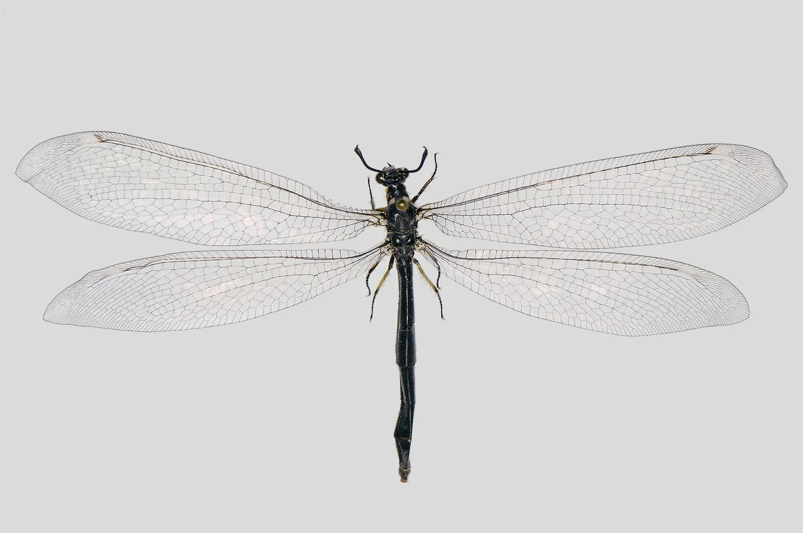 Взрослый Myrmeleon formicarius с расправленными крыльями: сетка жилок и булавовидные усики