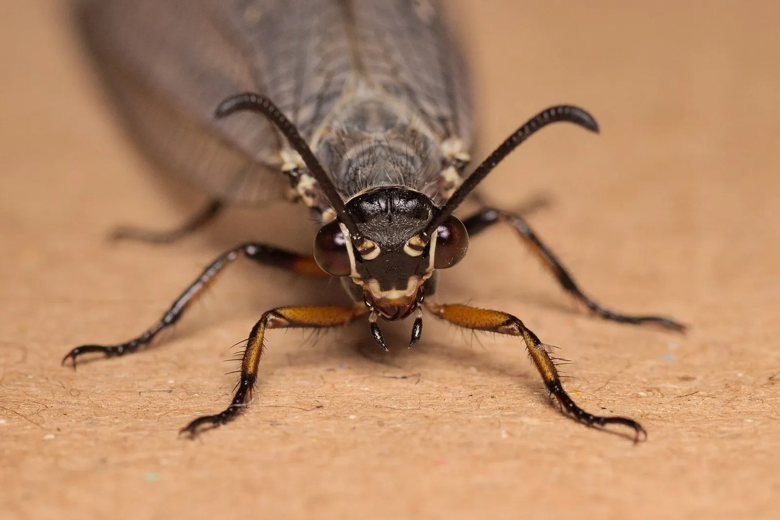 Голова взрослого Myrmeleon formicarius спереди: крупные глаза, булавовидные усики