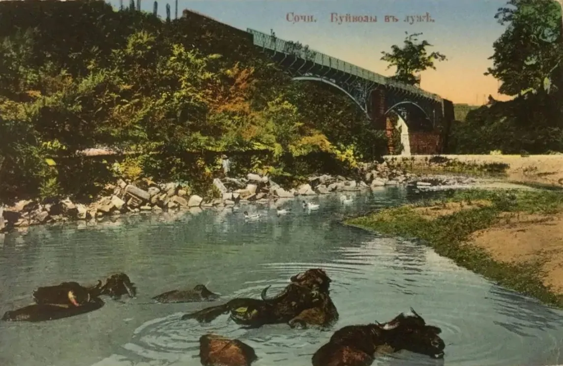 Металлический мост над речкой в Сочи на открытке 1910 года, внизу в воде буйволы