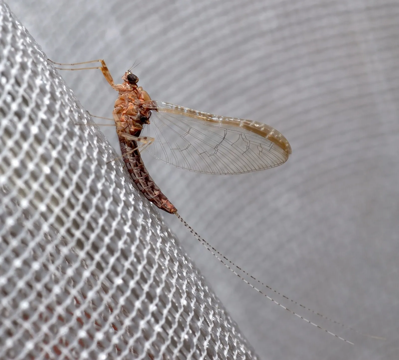 Подёнка Cloeon dipterum сбоку: у этого вида достоверно отмечены 23 линьки