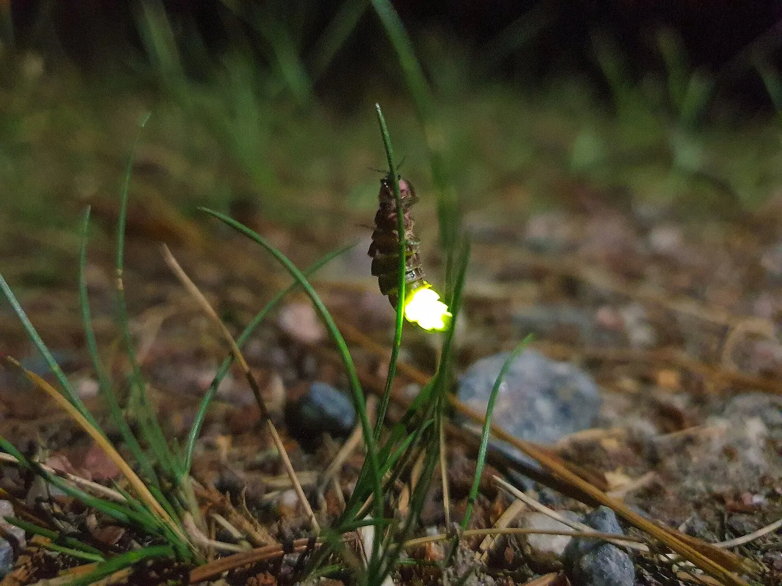 Самка светляка Lampyris noctiluca светит с травинки в темноте. Родственный вид, снято в Швеции