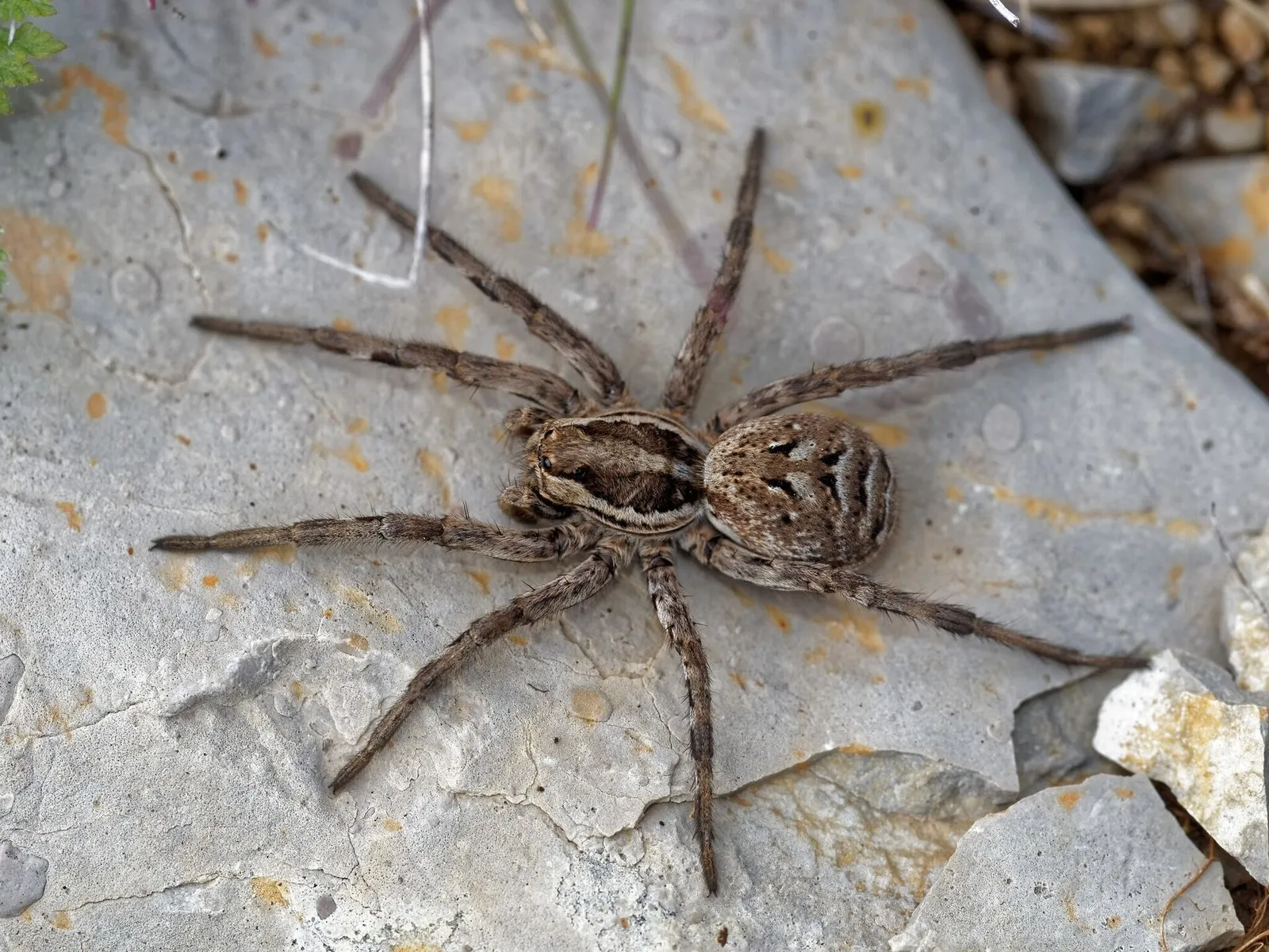 Паук-волк Lycosa tarantula, первый, кого назвали тарантулом, на известняковом камне (Франция)